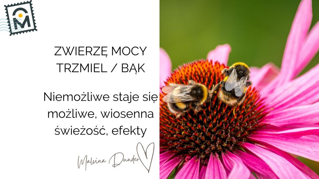 Zwierzę Mocy Trzmiel znaczenie – pełnia, praca, wspólnota, świeżość&nbsp;wiosny