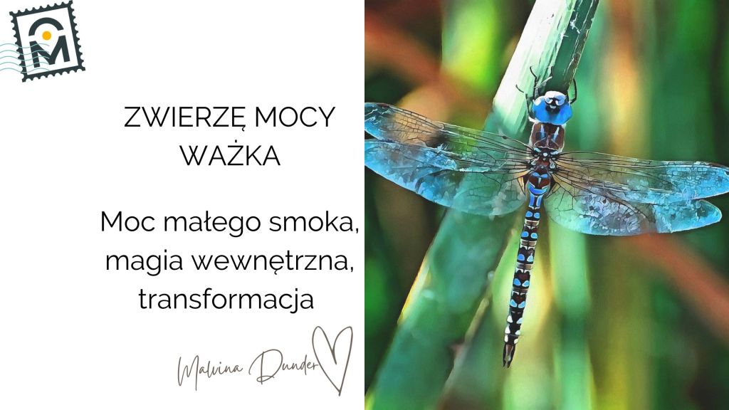 Zwierzę Mocy Ważka znaczenie, symbolika – moc małego smoka, przemiana, magia&nbsp;wewnętrzna