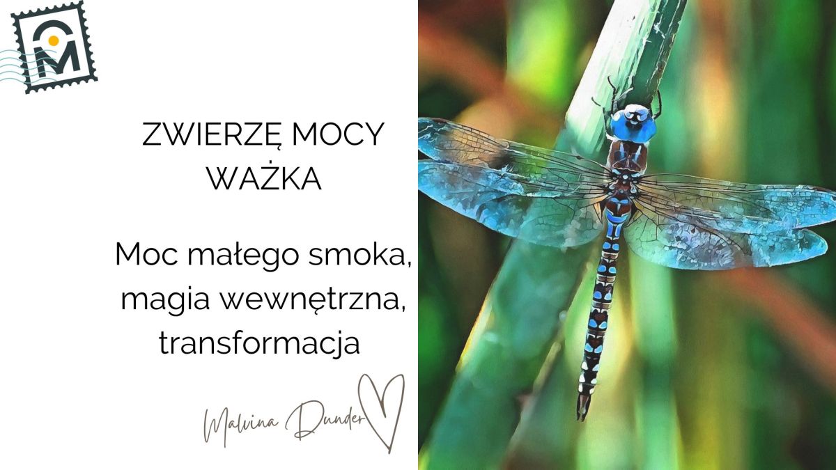 Zwierzę Mocy Ważka znaczenie, symbolika – moc małego smoka, przemiana, magia&nbsp;wewnętrzna
