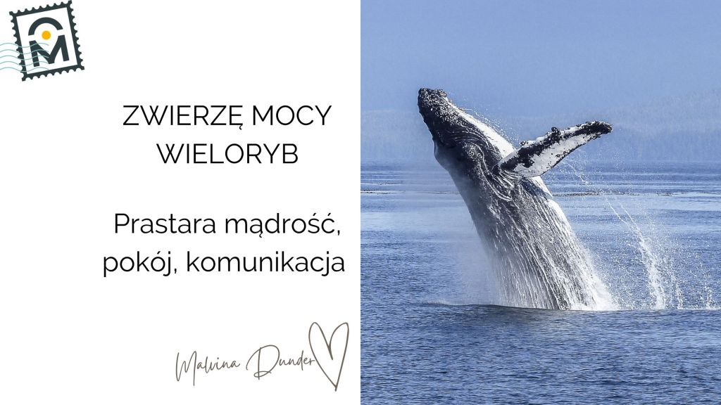 Zwierzę Mocy Wieloryb znaczenie – strażnik głębin, przewodnik duszy, symbol mądrości i&nbsp;spokoju