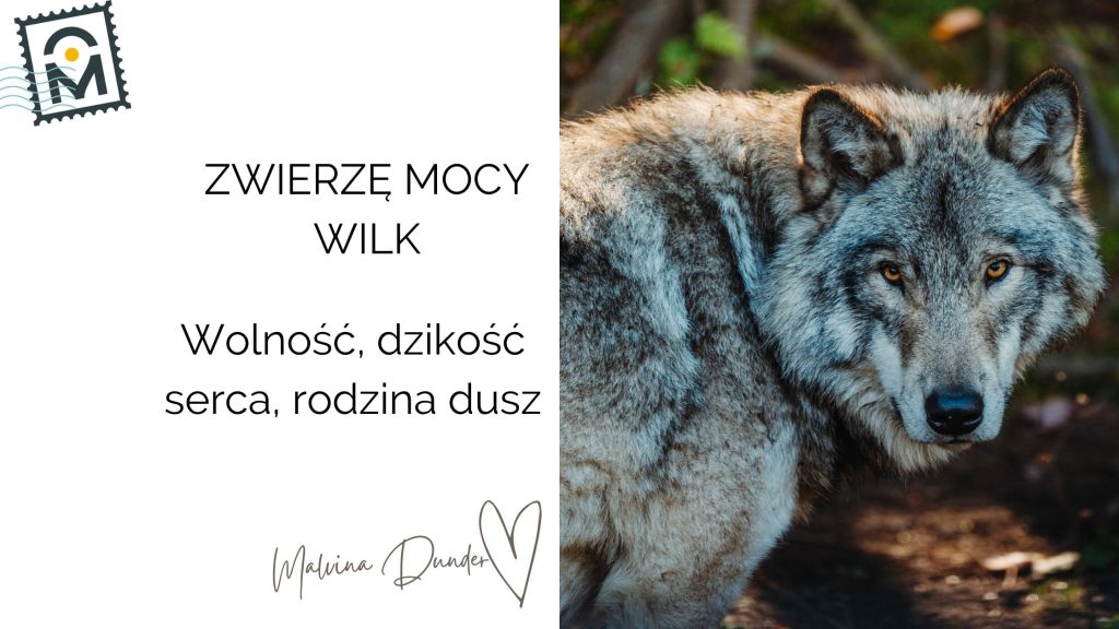 WILK Zwierzę Mocy, znaczenie, symbol, przesłanie, właściwości