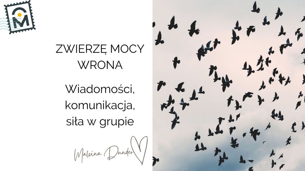 Zwierzę Mocy Wrona znaczenie – wiadomości, komunikacja, siła w&nbsp;grupie