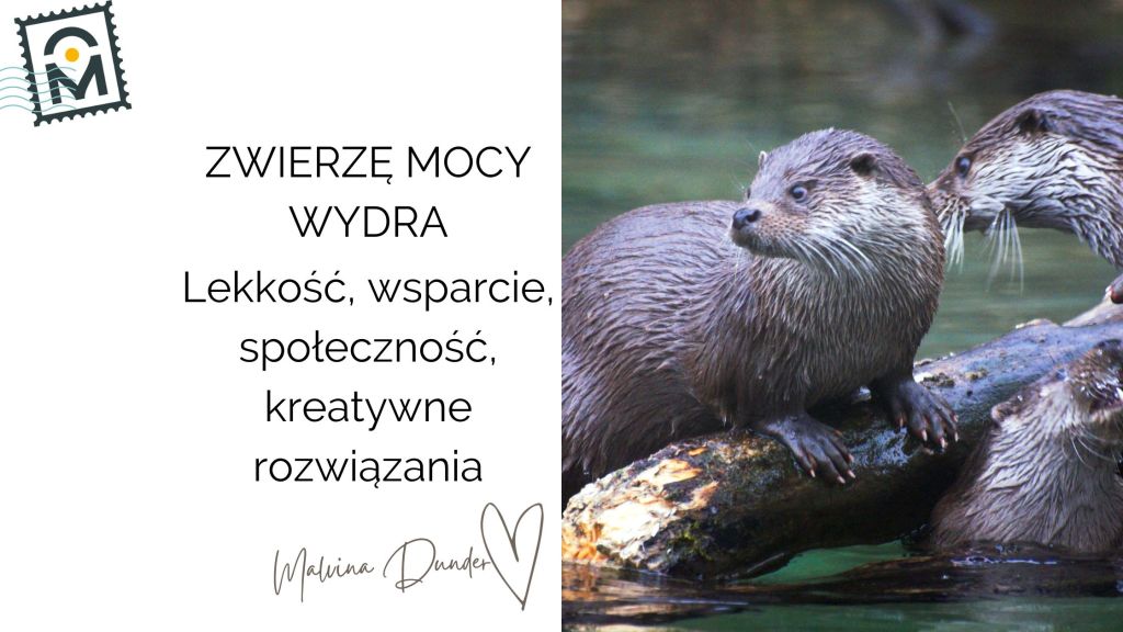 WYDRA Zwierzę Mocy, znaczenie, symbol, przesłanie, właściwości
