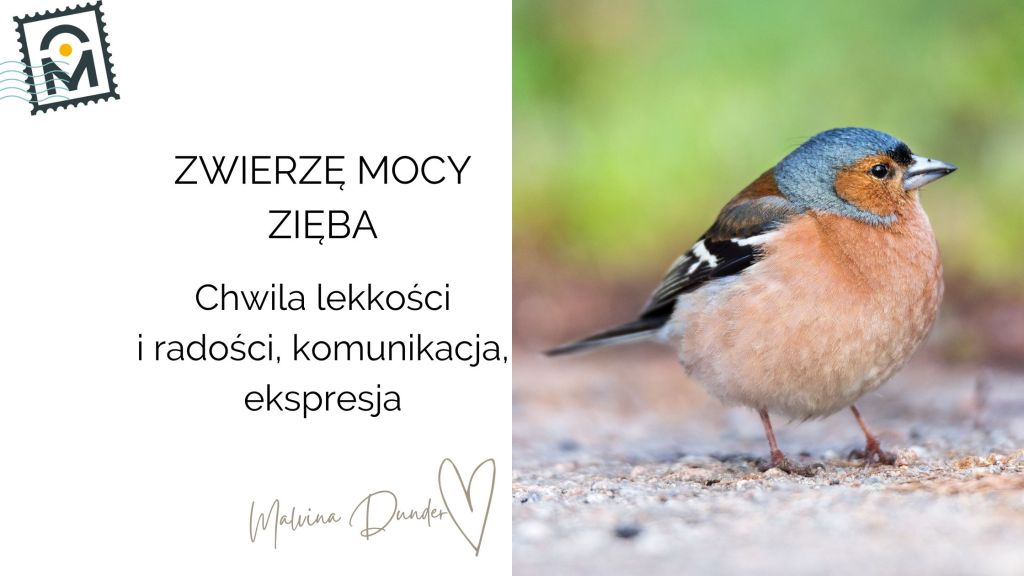 Zwierzę Mocy Zięba znaczenie – chwila lekkości i radości, komunikacja,&nbsp;ekspresja