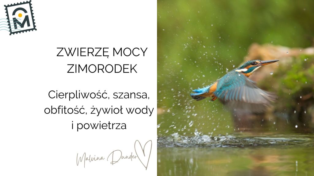 Zwierzę Mocy Zimorodek znaczenie – nowa szansa, cierpliwość, piękno i obfitość&nbsp;życia