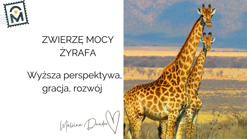 Zwierzę Mocy Żyrafa znaczenie i symbolika – wysoka perspektywa, wyjątkowość, rozwój&nbsp;duchowy