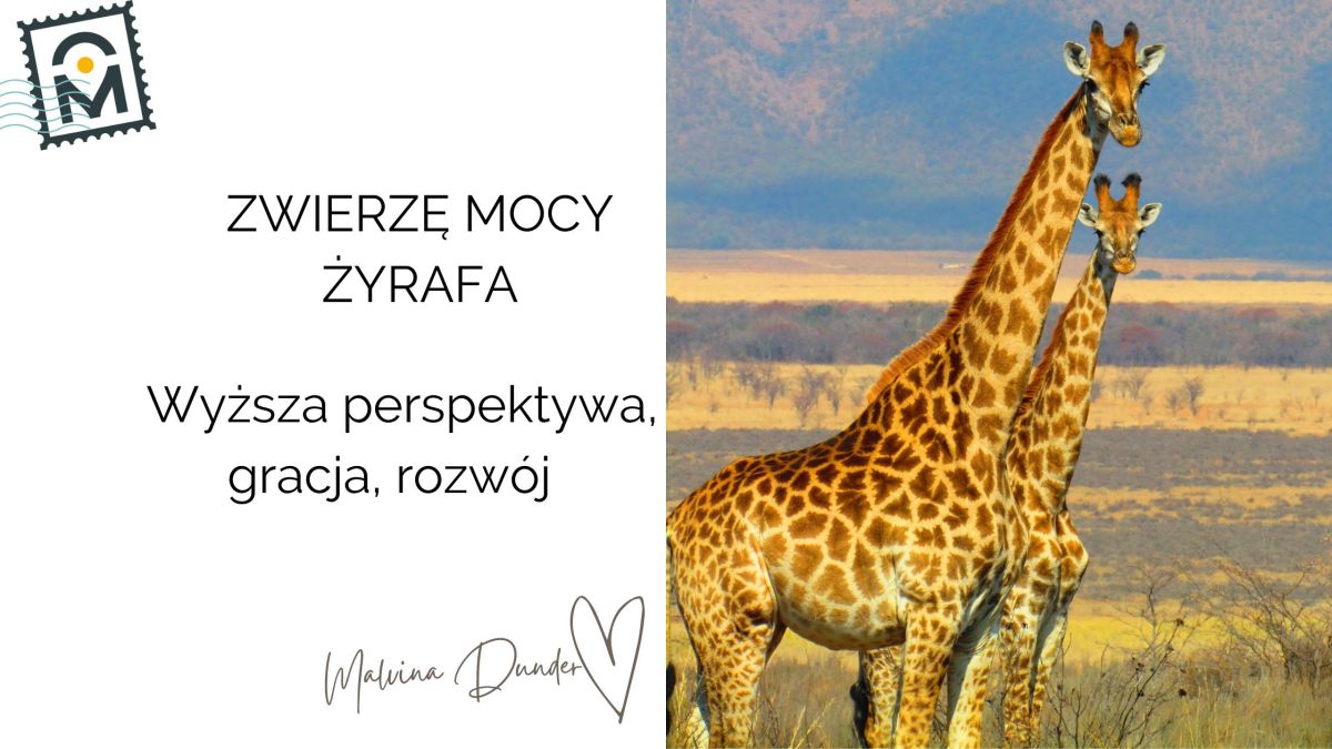 Zwierzę Mocy Żyrafa znaczenie i symbolika – wysoka perspektywa, wyjątkowość, rozwój&nbsp;duchowy