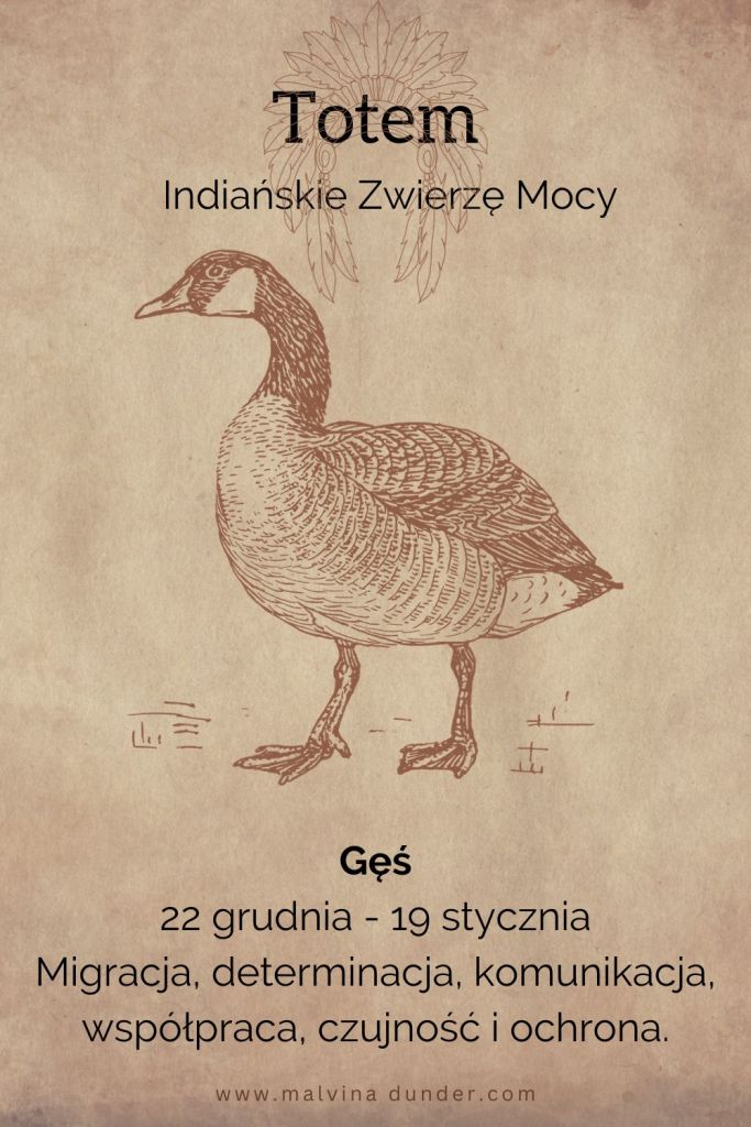Gęś Indiańskie Zwierzę Mocy, totem