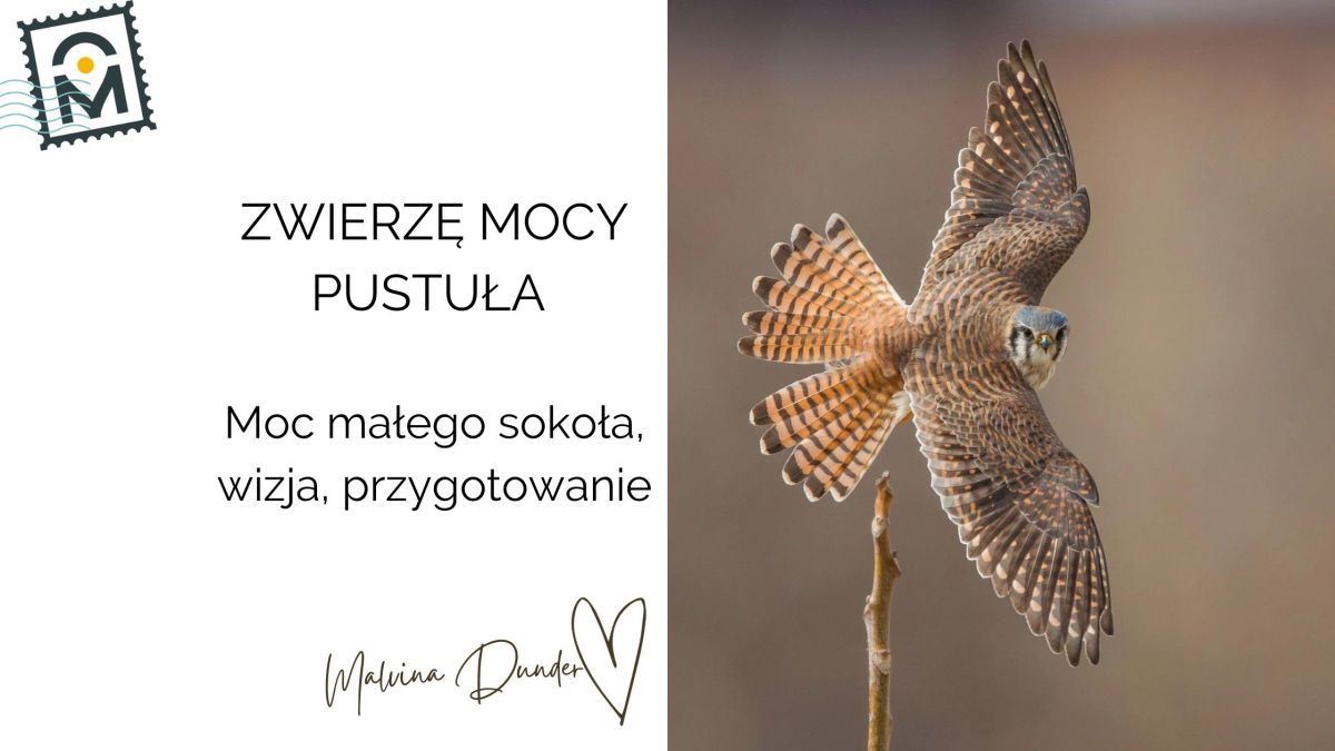 Zwierzę Mocy Pustułka znaczenie – moc małego sokoła, błyskotliwość, przygotowanie i&nbsp;działanie