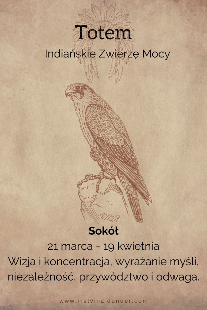 Sokół Indiańskie Zwierzę Mocy, totem
