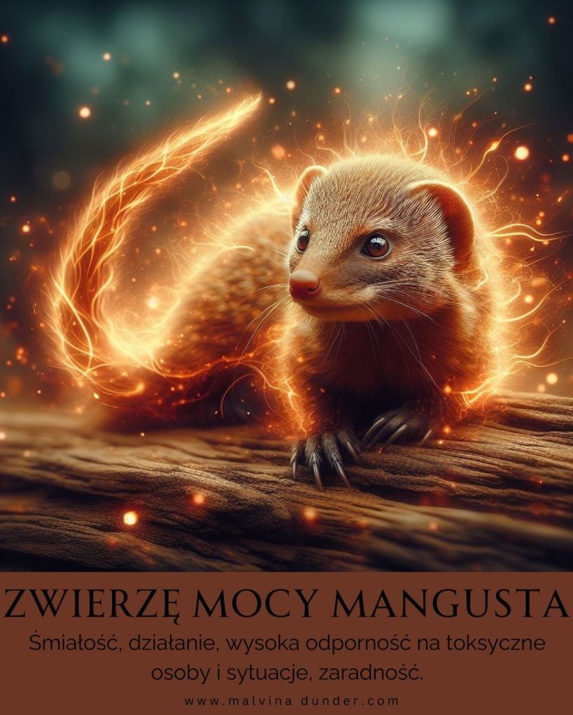 Mangusta Zwierzę Mocy