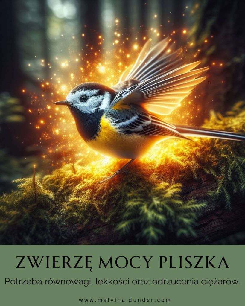 Pliszka Zwierzę Mocy