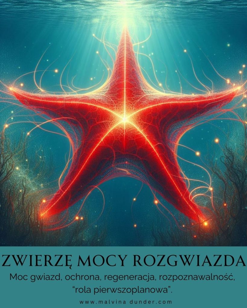 Rozgwiazda Zwierzę Mocy