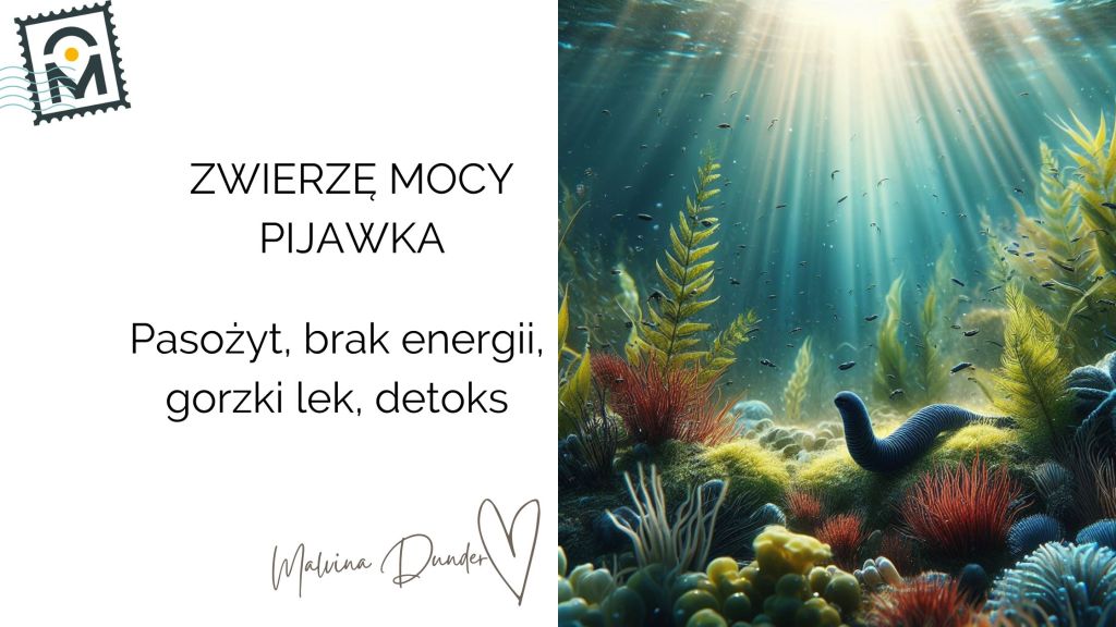 Zwierzę Mocy Pijawka znaczenie – pasożyt, wysysanie energii,&nbsp;detoks