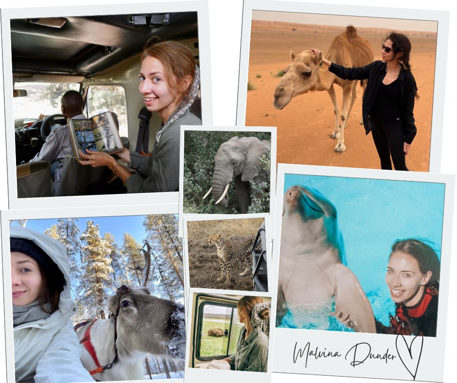 zwierzęta mocy blog