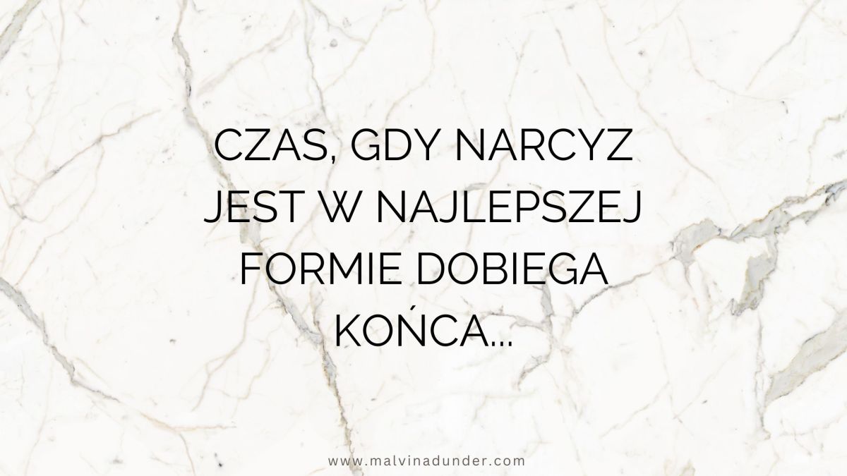 Gdy czas najlepszej formy narcyza dobiega&nbsp;końca…