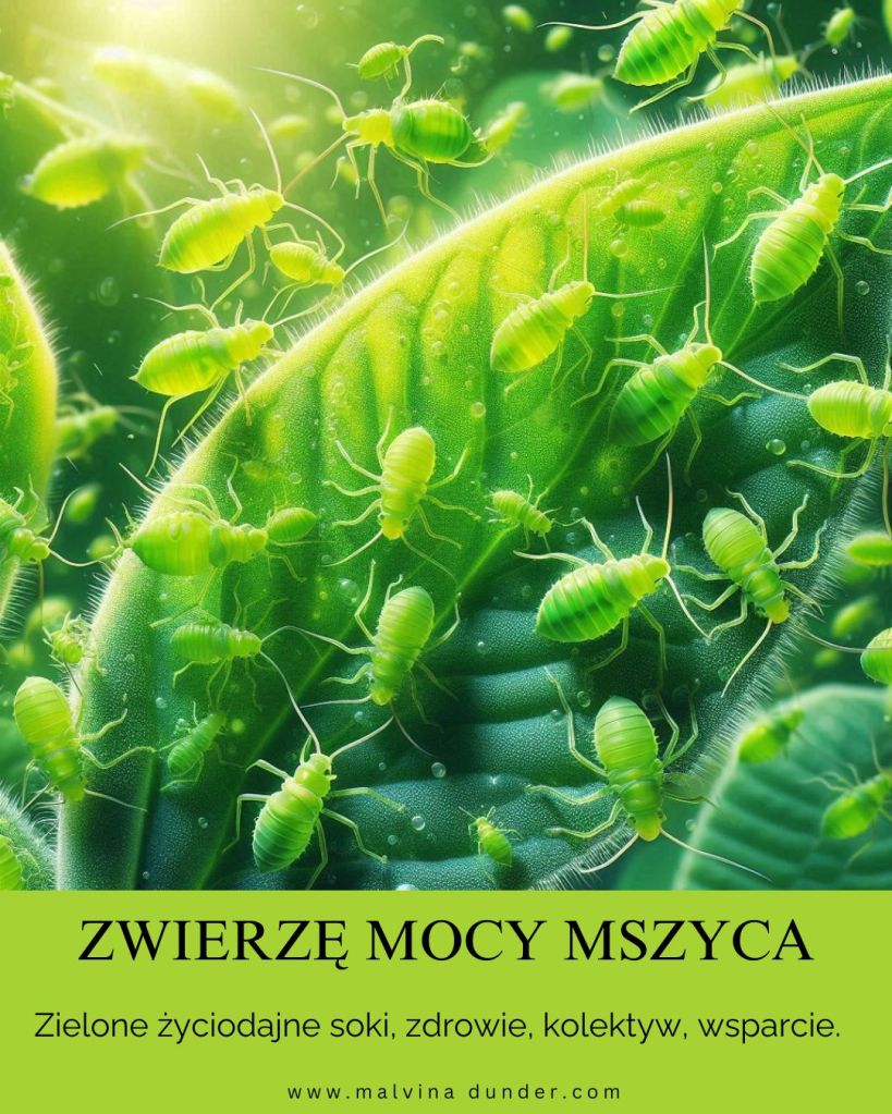 mszyca mszyce Zwierzę Mocy