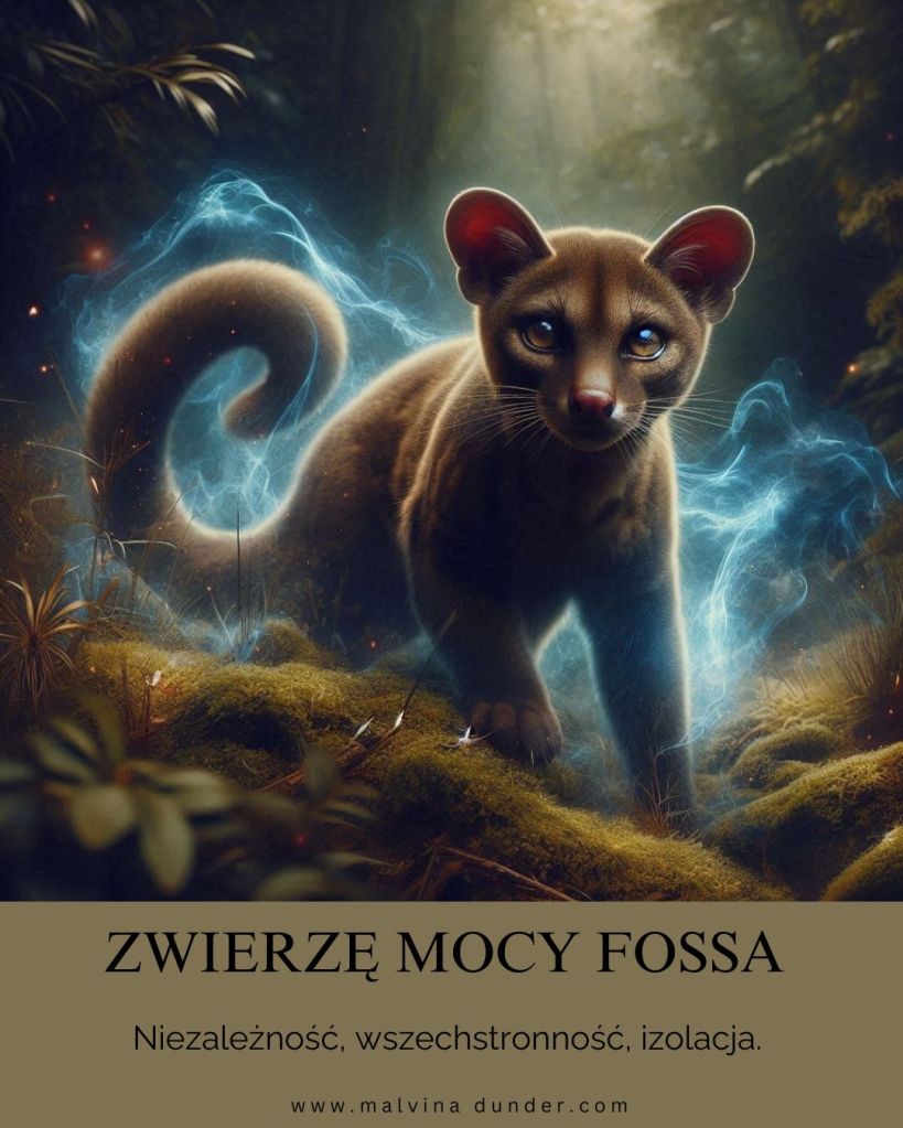 Fossa Madagaskarska Zwierzę Mocy