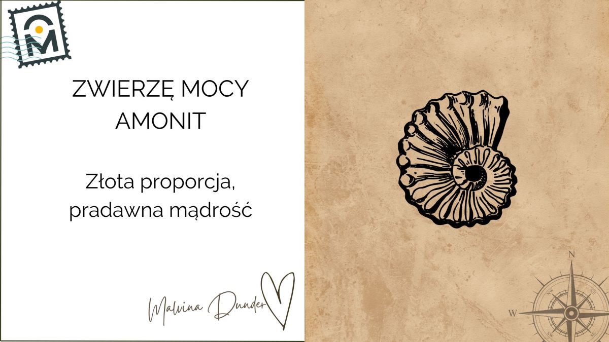 Zwierzę Mocy Amonit znaczenie – złota proporcja, przeszłość i&nbsp;teraźniejszość