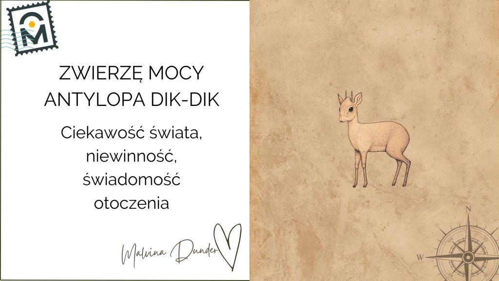 Zwierzę Mocy Antylopa Dikdik znaczenie – wdzięczność, radość, własny&nbsp;świat
