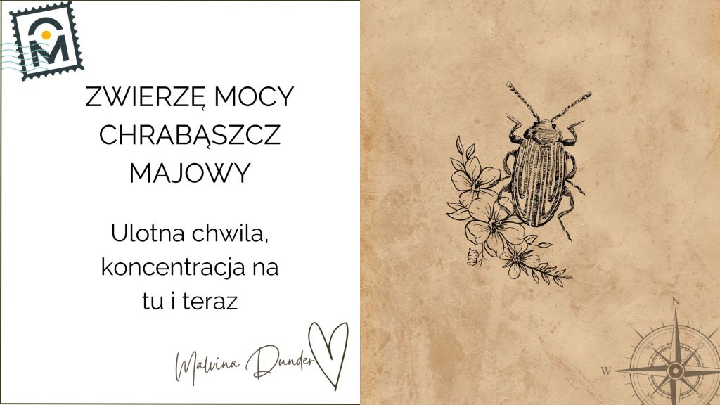 Zwierzę Mocy Chrabąszcz Majowy znaczenie – symbol przebudzenia, radości i chwili&nbsp;obecnej