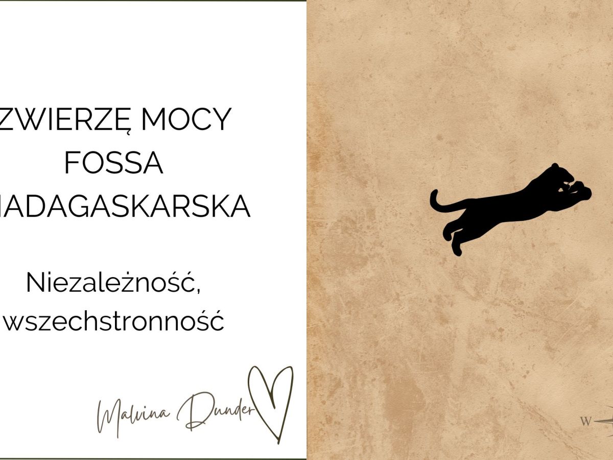 Zwierzę Mocy Fossa Madagaskarska znaczenie – niezależność, moc osobista, wszechstronność, izolacja