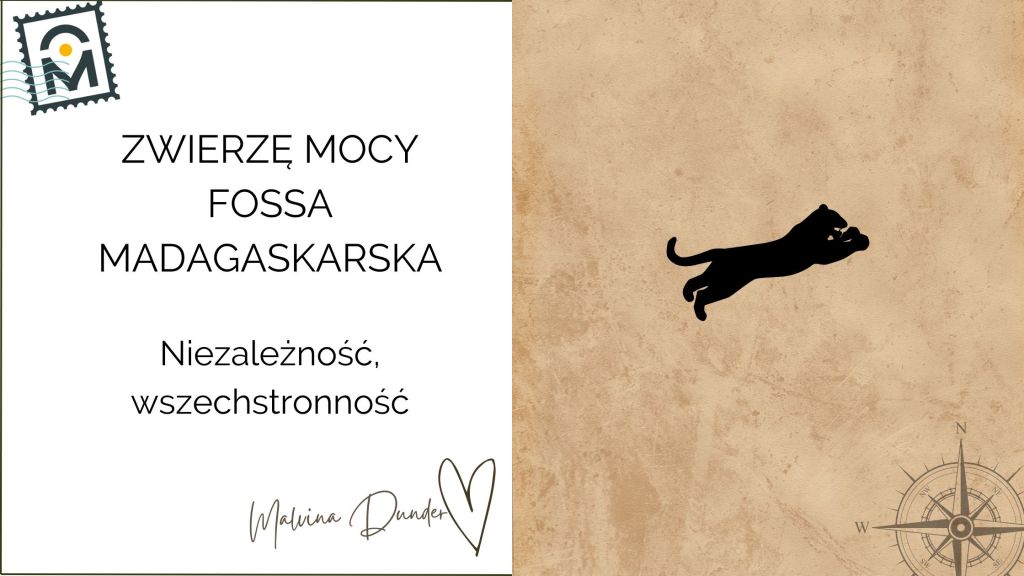 Zwierzę Mocy Fossa Madagaskarska znaczenie – niezależność, moc osobista, wszechstronność, izolacja