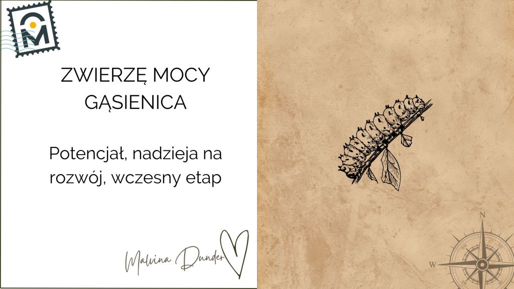 Zwierzę Mocy Gąsienica znaczenie – potencjał, cierpliwość i przemiana w&nbsp;motyla