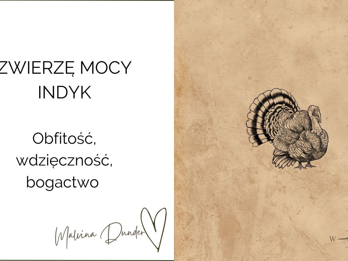 Zwierzę Mocy Indyk –  Symbol Wdzięczności, Obfitości i&nbsp;Pokoju