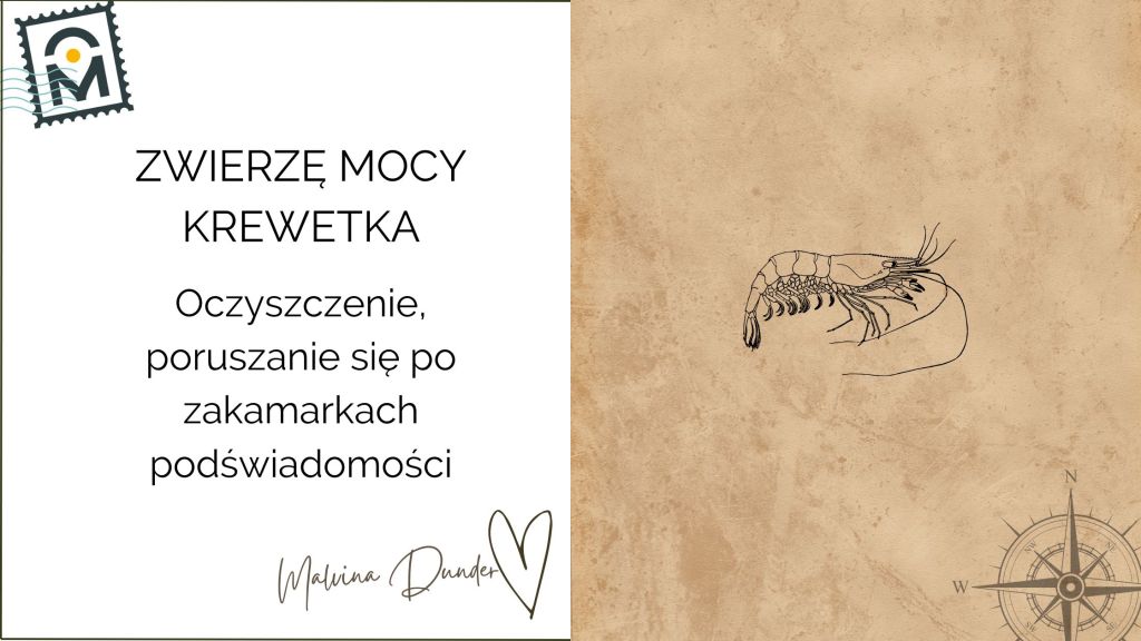 Zwierzę Mocy Krewetka znaczenie — delikatność, prostota i życie tu i&nbsp;teraz