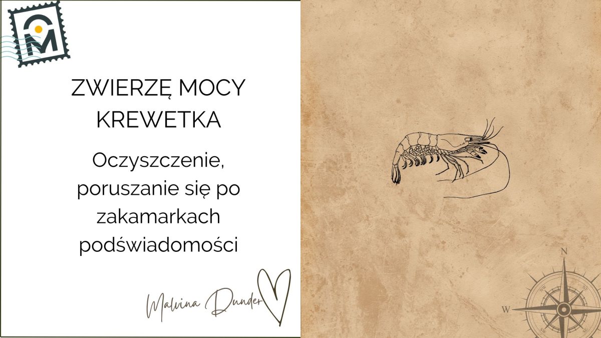 Zwierzę Mocy Krewetka znaczenie — delikatność, prostota i życie tu i&nbsp;teraz