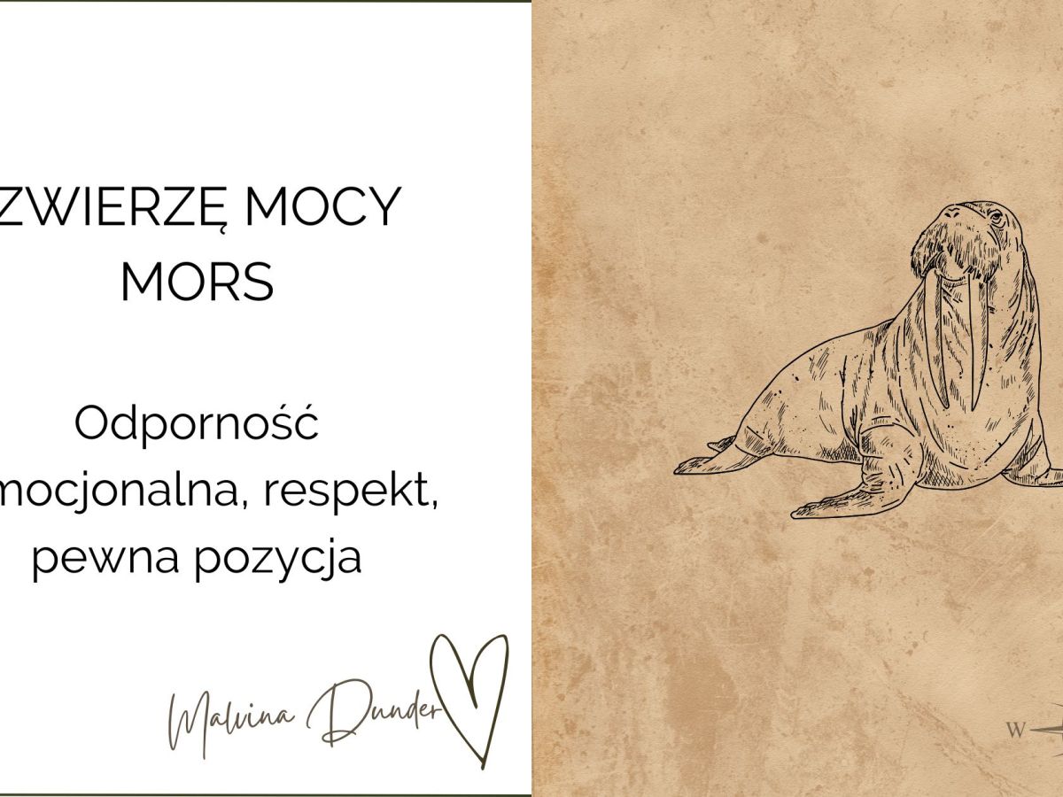 Zwierzę Mocy Mors znaczenie – symbol odporności, autorytetu i emocjonalnej&nbsp;siły