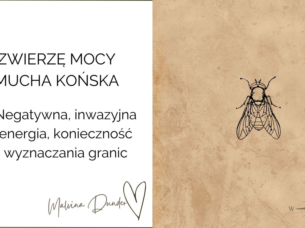 Zwierzę Mocy Mucha Końska znaczenie – negatywna, inwazyjna energia,&nbsp;egoizm