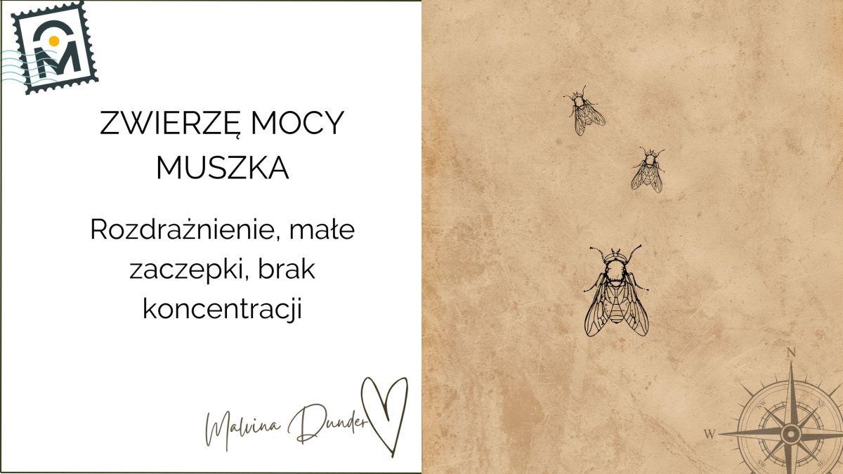 Zwierzę Mocy Muszka znaczenie – symbol inwazyjnej energii, wyciek energii i codzienne&nbsp;granice