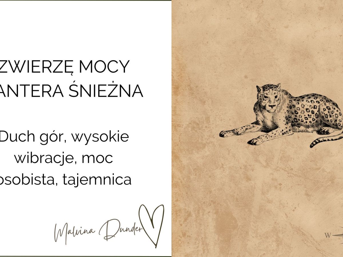 Zwierzę Mocy Śnieżna Pantera – znaczenie, duch gór, tajemnica i wysoka wibracja osobistej&nbsp;mocy