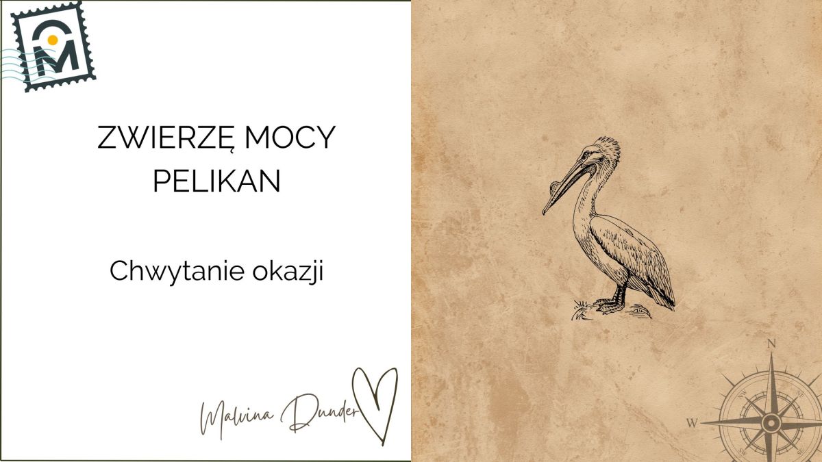 Zwierzę Mocy Pelikan znaczenie – symbol dzielenia się, współpracy i sztuki korzystania z&nbsp;okazji