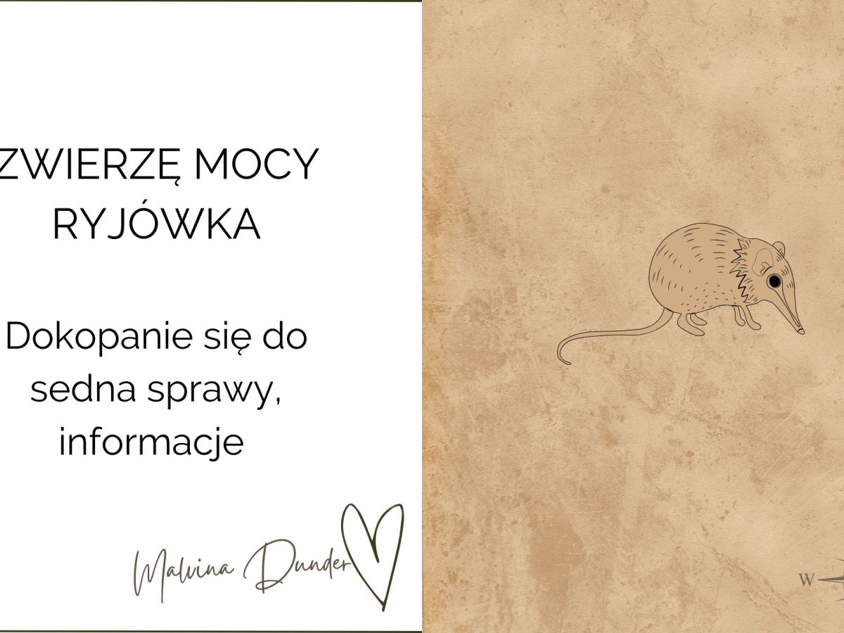 Zwierzę Mocy Ryjówka znaczenie – dociekliwość, dotarcie do sedna sprawy,&nbsp;analiza