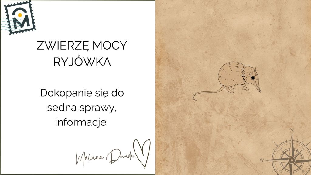 Zwierzę Mocy Ryjówka znaczenie – dociekliwość, dotarcie do sedna sprawy,&nbsp;analiza