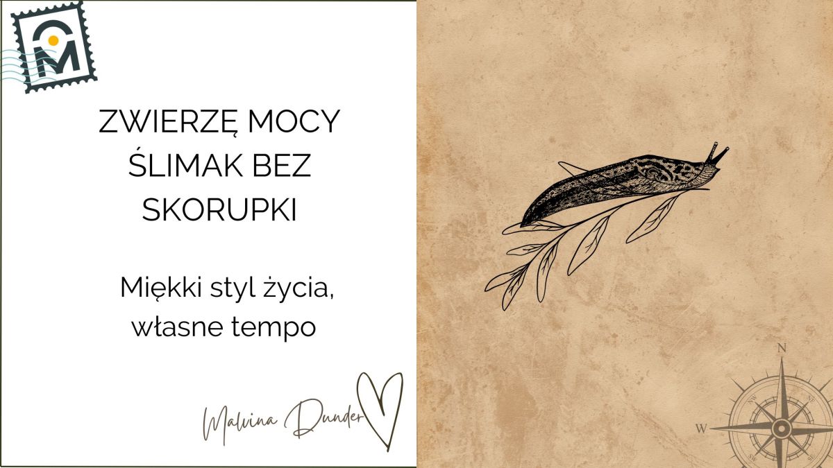 Zwierzę Mocy Ślimak bez skorupy znaczenie – wrażliwość, odpuszczenie kontroli i styl Soft&nbsp;Life