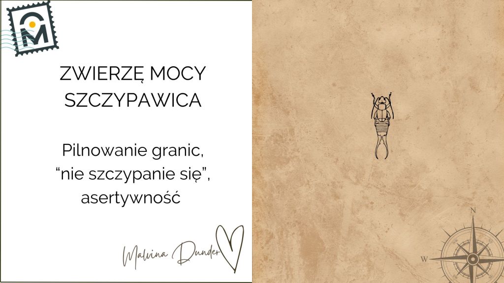 Zwierzę Mocy Szczypawka (szczypawica, skorek) znaczenie – zaradność, ochrona i wewnętrzna&nbsp;siła