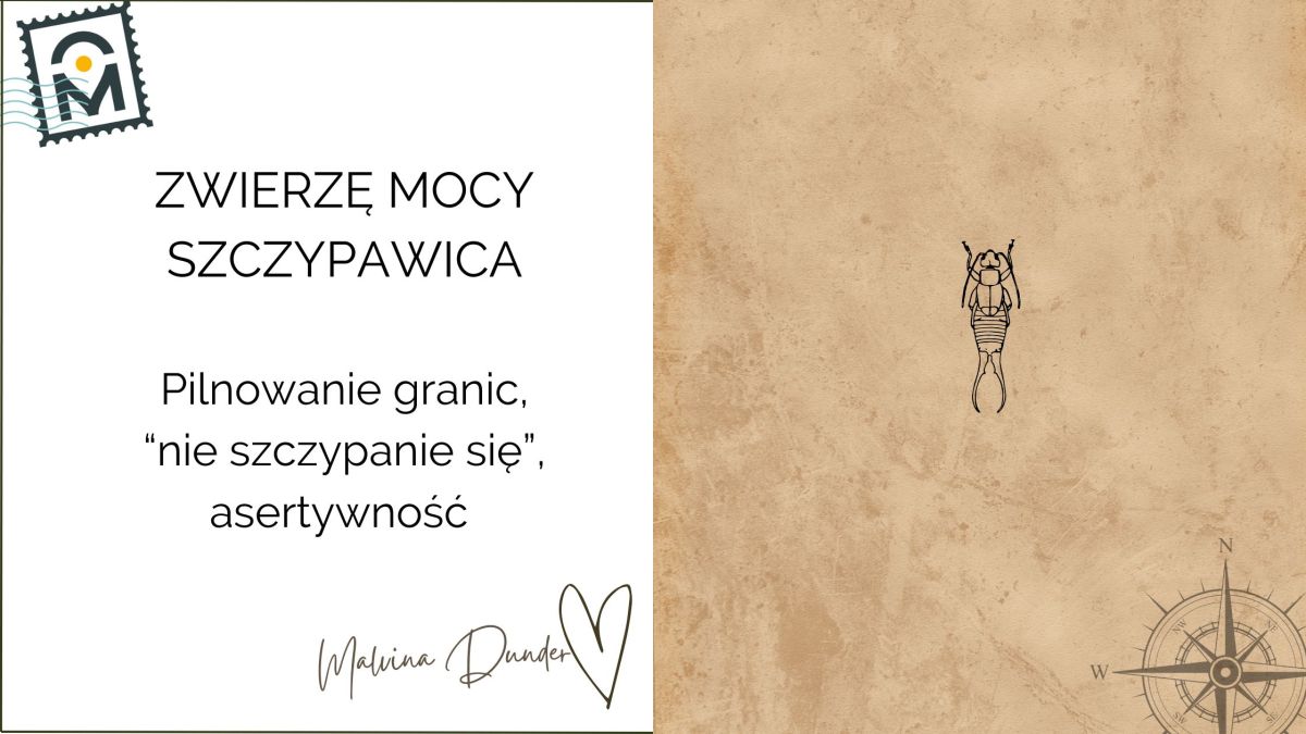 Zwierzę Mocy Szczypawka (szczypawica, skorek) znaczenie – zaradność, ochrona i wewnętrzna&nbsp;siła
