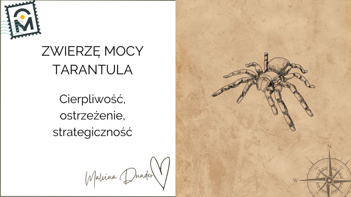 Zwierzę Mocy Tarantula (Ptasznik) – znaczenie, symbol siły ukrytej w ciszy i&nbsp;przemianie