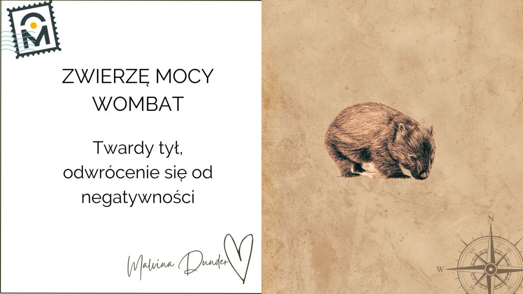 Zwierzę Mocy Wombat znaczenie — uziemienie, zaradność, siła introwertyka i odporność na toksyczne&nbsp;wpływy