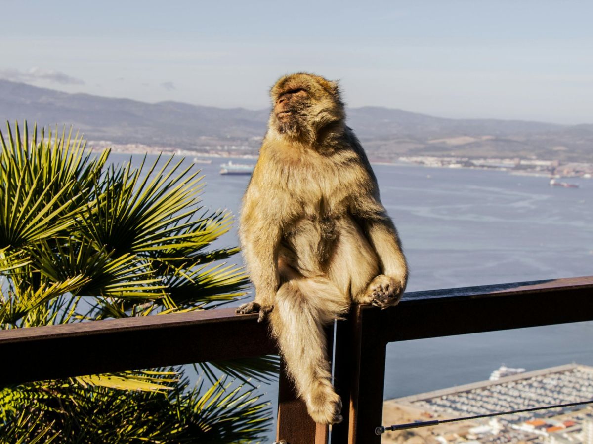 Gibraltar – brytyjska skała na krańcu&nbsp;Europy