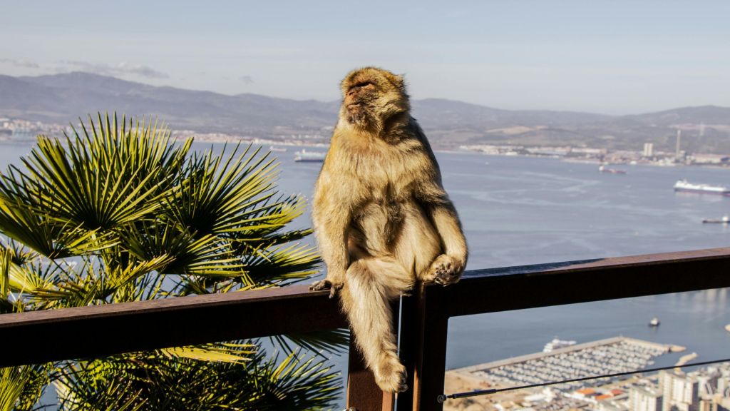 Gibraltar – brytyjska skała na krańcu&nbsp;Europy