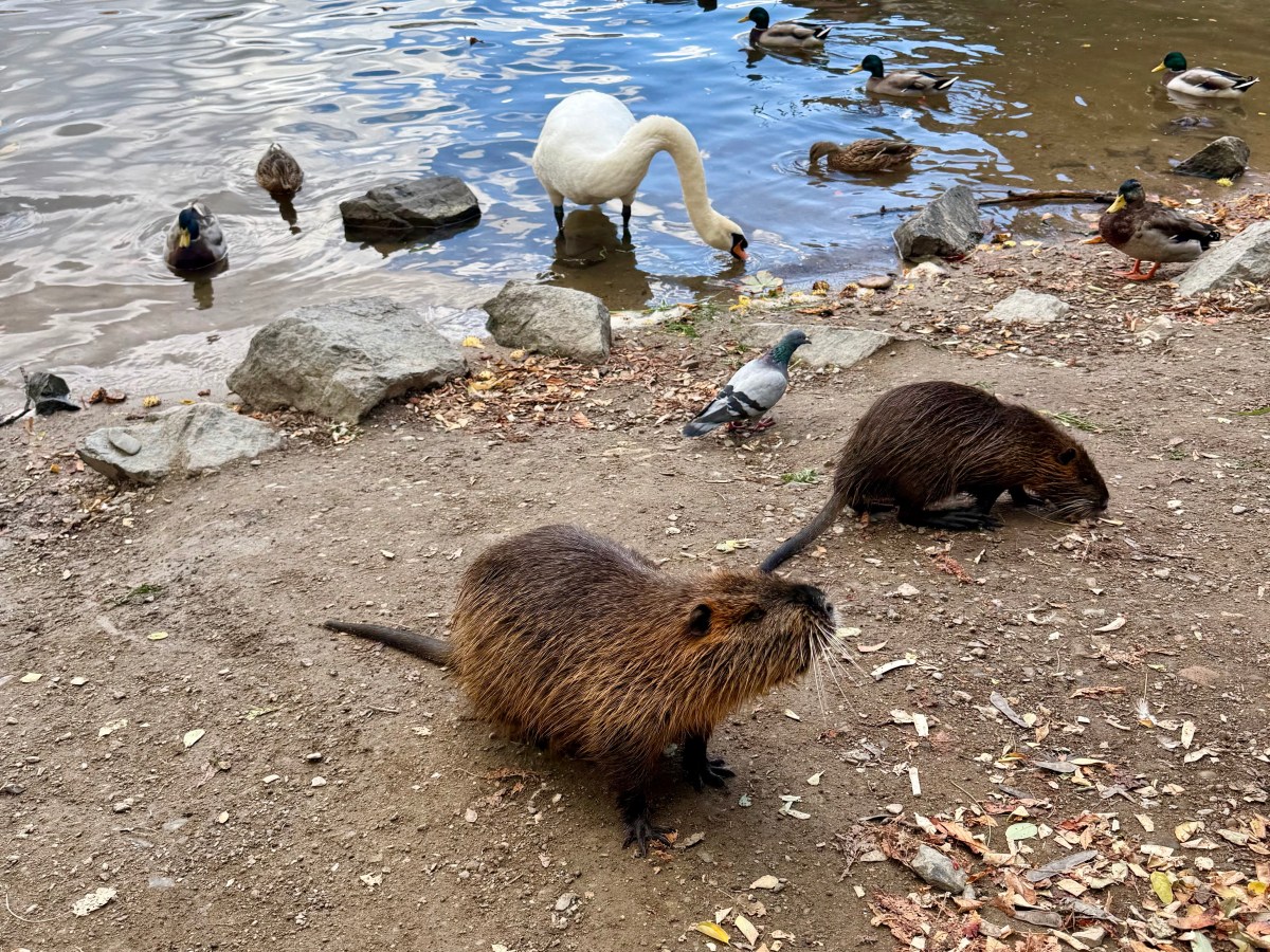 Zwierzę Mocy Nutria – symbolika między wodą a&nbsp;lądem