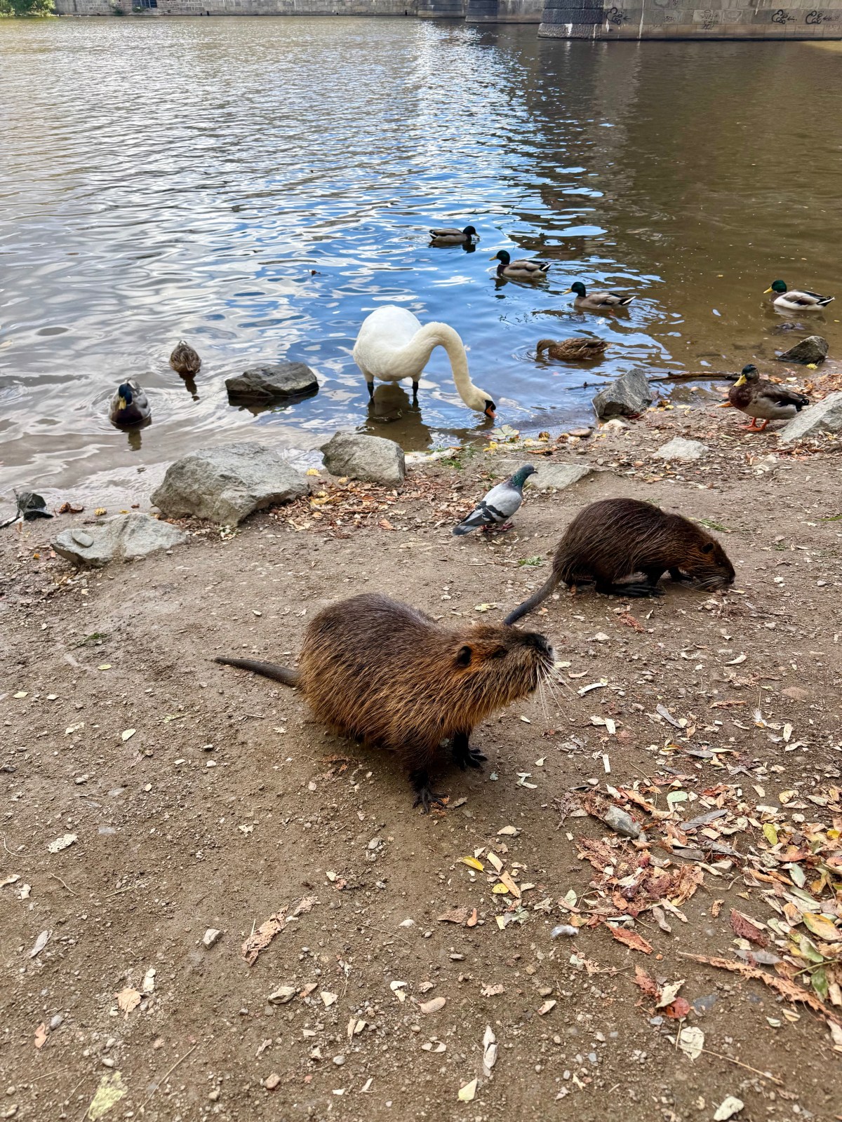 Zwierzę Mocy Nutria – symbolika między wodą a&nbsp;lądem